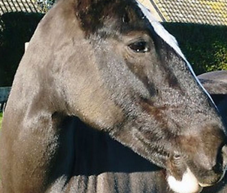 Playbarn Riding Centre Family Days Out Norfolk Broads